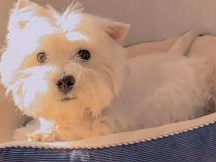 抵制不文明养犬行为，拒绝投毒洗地现象