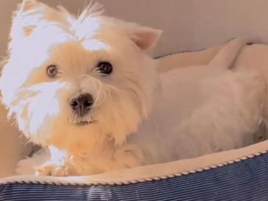 悲从中来：狗狗中毒离世，主人心痛不已，次日父亲不幸离世