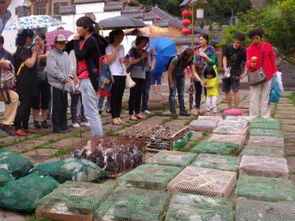 佛协回应：放生大米行为背后的环保与慈悲考量