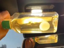 东方树叶养茶菌：新潮流宠物，茶香四溢的陪伴时光