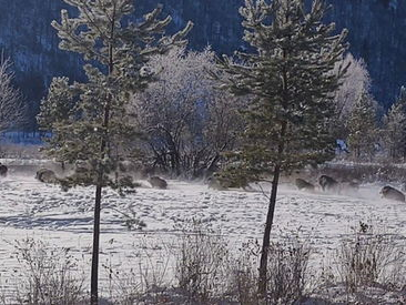 女子偶遇五六十头野猪组团横穿马路