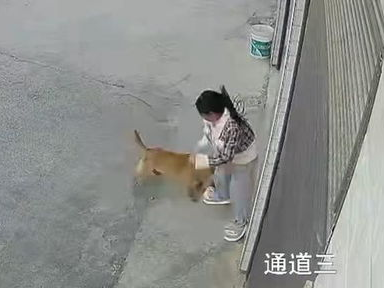 湖南安化一只狗追咬一女孩