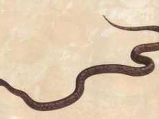 神秘森林中的神秘蛇影：探寻神秘蛇的传奇故事